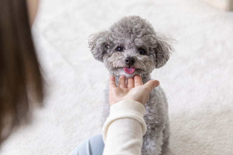 ¹Ý·Á°ß¿îµ¿Áöµµ»ç1±Þ ÀÚ°ÝÁõ ½Åû